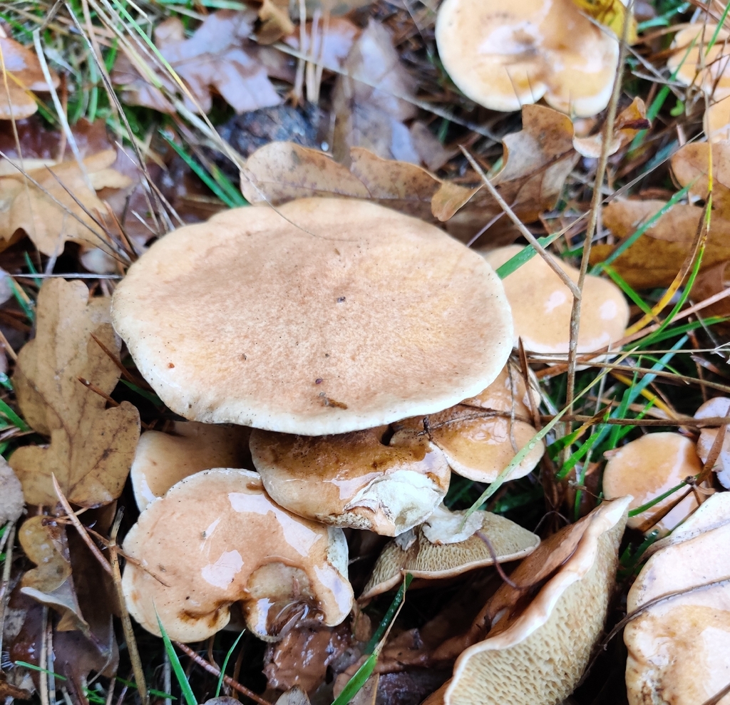 Suillus bovinus · November 2025 · photo: © n0xas (iNaturalist, cc-by)