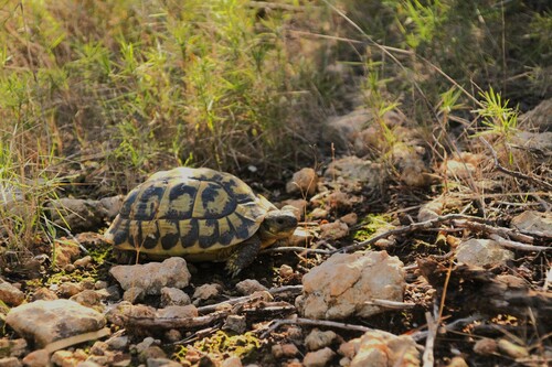 Testudo hermanni hermanni
