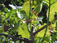 Graphium codrus celebensis