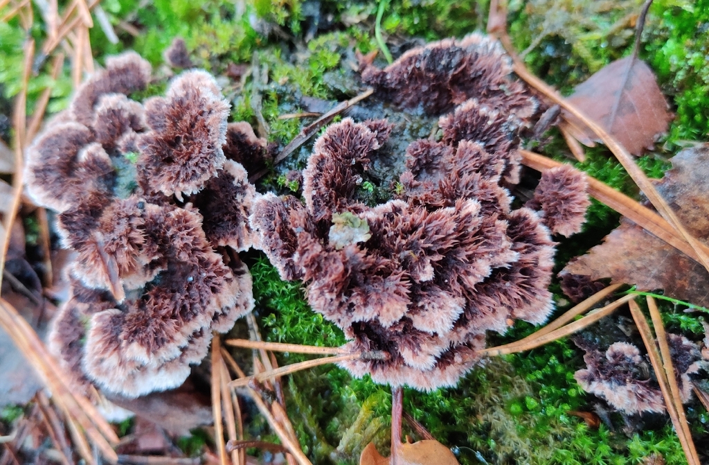Thelephora terrestris · November 2025 · photo: © n0xas (iNaturalist, cc-by)
