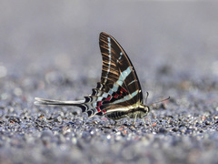 Graphium rhesus