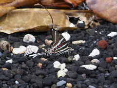 Graphium rhesus
