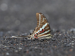 Graphium rhesus