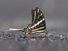 Graphium rhesus