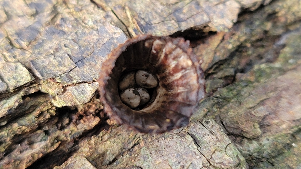 Cyathus striatus · November 2025 · photo: © virn (iNaturalist, cc-by)