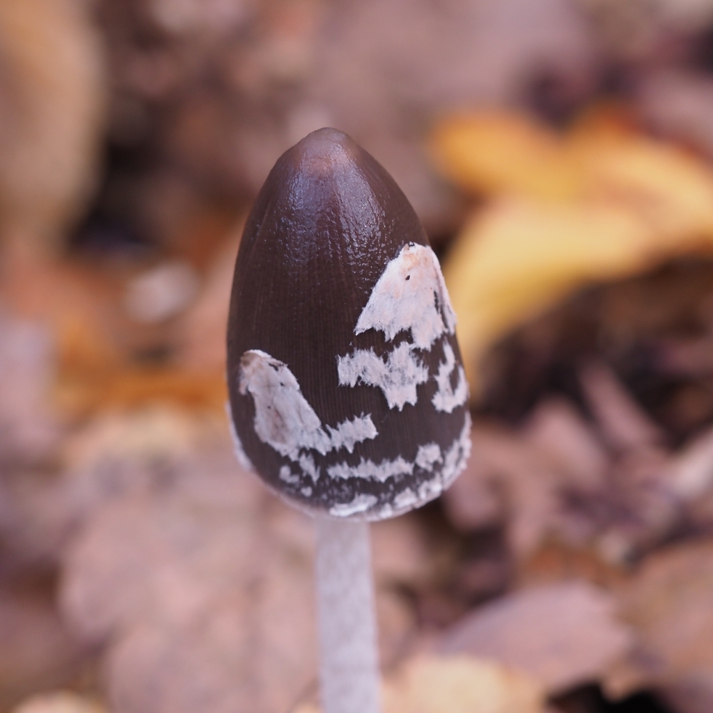 Coprinopsis picacea · November 2025 · photo: © virn (iNaturalist, cc-by)