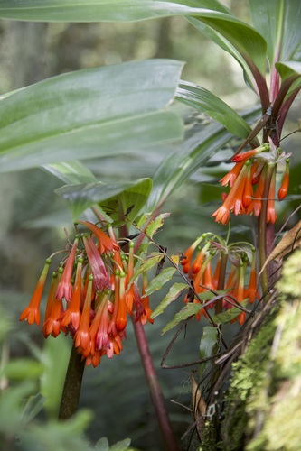 Rwenzori Bloodlily