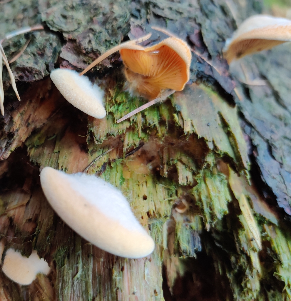 Phyllotopsis nidulans · November 2025 · photo: © n0xas (iNaturalist, cc-by)