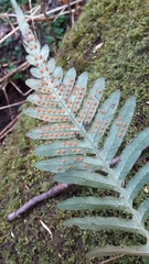 Polypodium × mantoniae