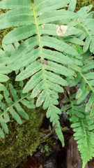 Polypodium × mantoniae