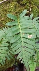 Polypodium × mantoniae