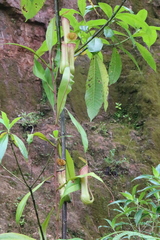 Nepenthes distillatoria