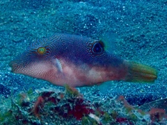 Canthigaster compressa