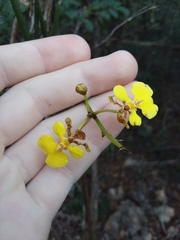 Trichocentrum yucatanense