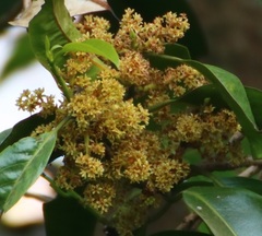 Beilschmiedia dalzellii