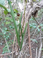 Trichocentrum yucatanense