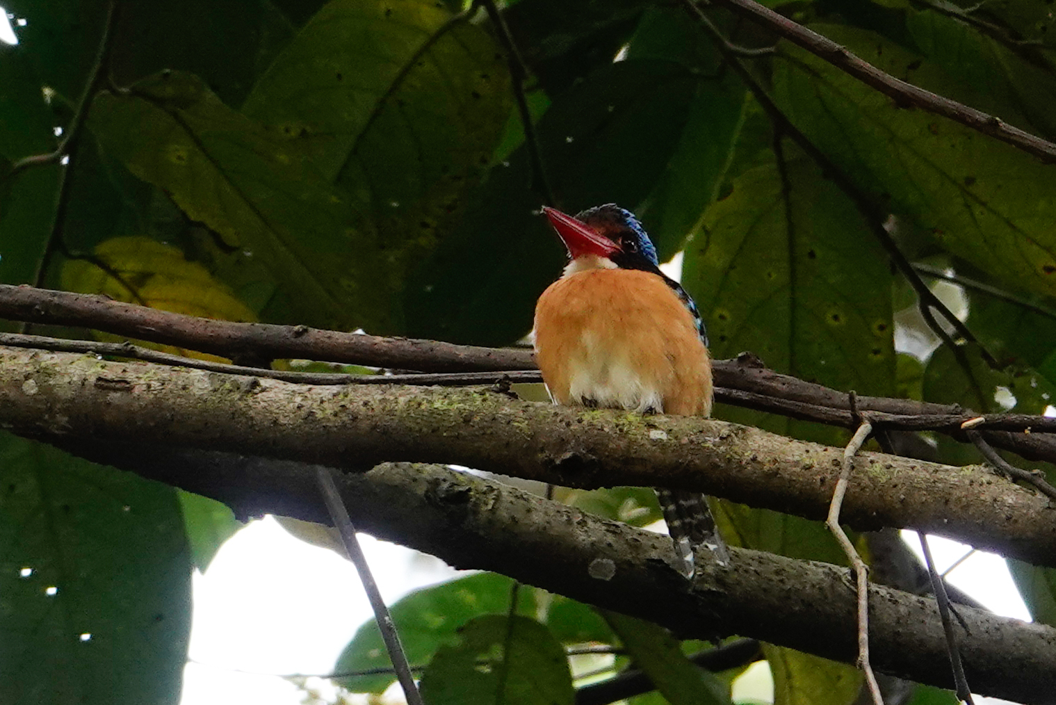 Banded Kingfisher illustration