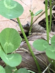 Trifolium repens