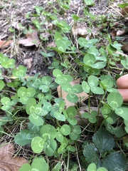 Trifolium repens