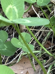Trifolium repens