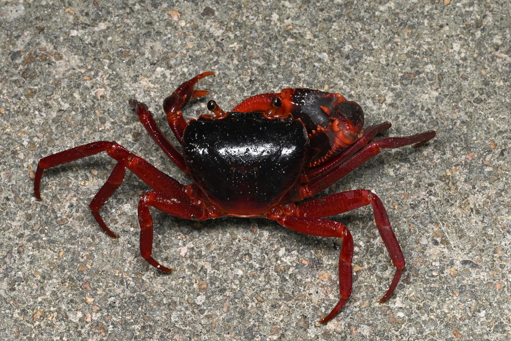 Neotiwaripotamon