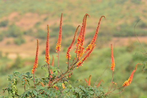 Image of Moullava spicata by no rights reserved