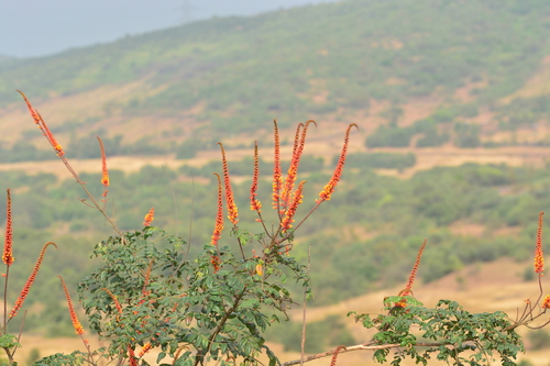Image of Moullava spicata by no rights reserved