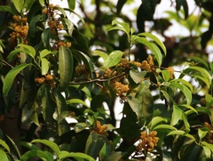 Beilschmiedia dalzellii