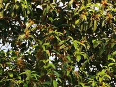Beilschmiedia dalzellii