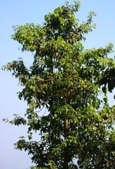 Beilschmiedia dalzellii