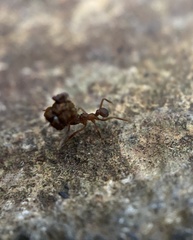 Cyphomyrmex