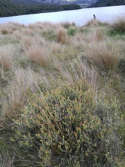 Ozothamnus leptophyllus
