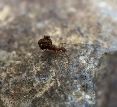 Cyphomyrmex