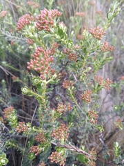 Ozothamnus leptophyllus
