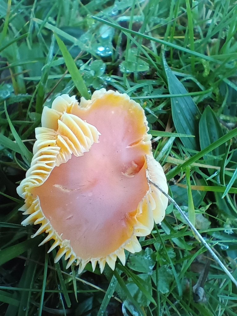 Hygrocybe quieta · November 2025 · photo: © considerthelilies (iNaturalist, cc-by)