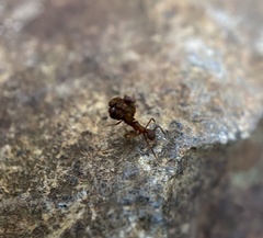 Cyphomyrmex