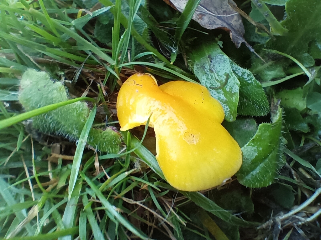 Hygrocybe chlorophana · November 2025 · photo: © considerthelilies (iNaturalist, cc-by)