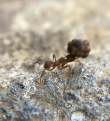 Cyphomyrmex