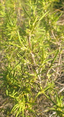 Carpacoce