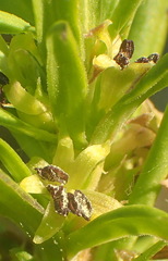 Carpacoce