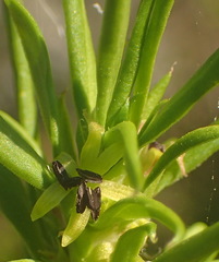 Carpacoce
