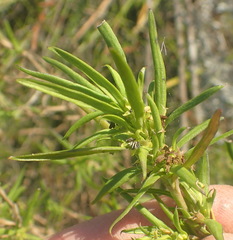 Carpacoce