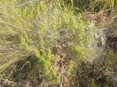 Carpacoce