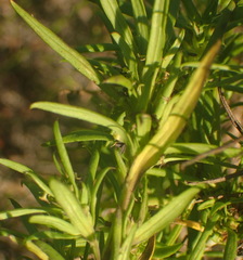 Carpacoce