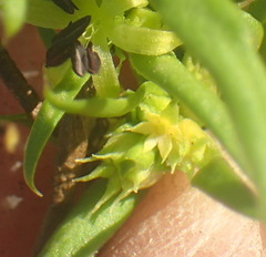 Carpacoce