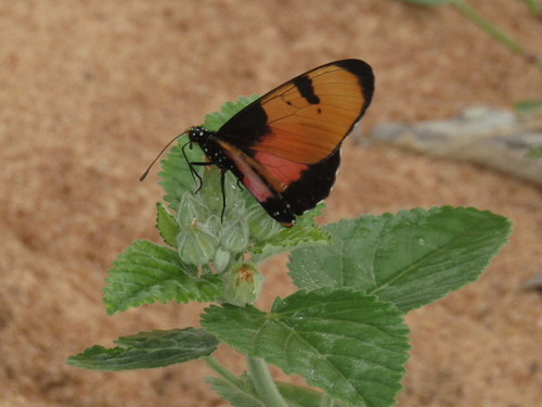 Broad-bordered Acraea
