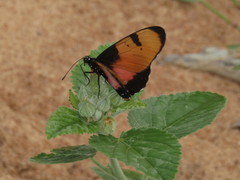 Acraea anemosa
