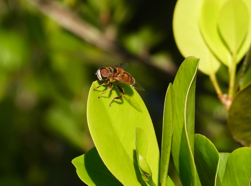 Unknown species found near N Jog Rd, West Palm Beach, FL, US
