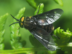 Chrysops caecutiens