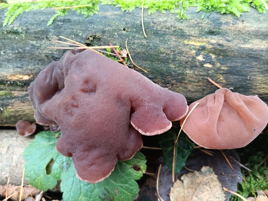 Auricularia auricula-judae · November 2025 · photo: © considerthelilies (iNaturalist, cc-by)